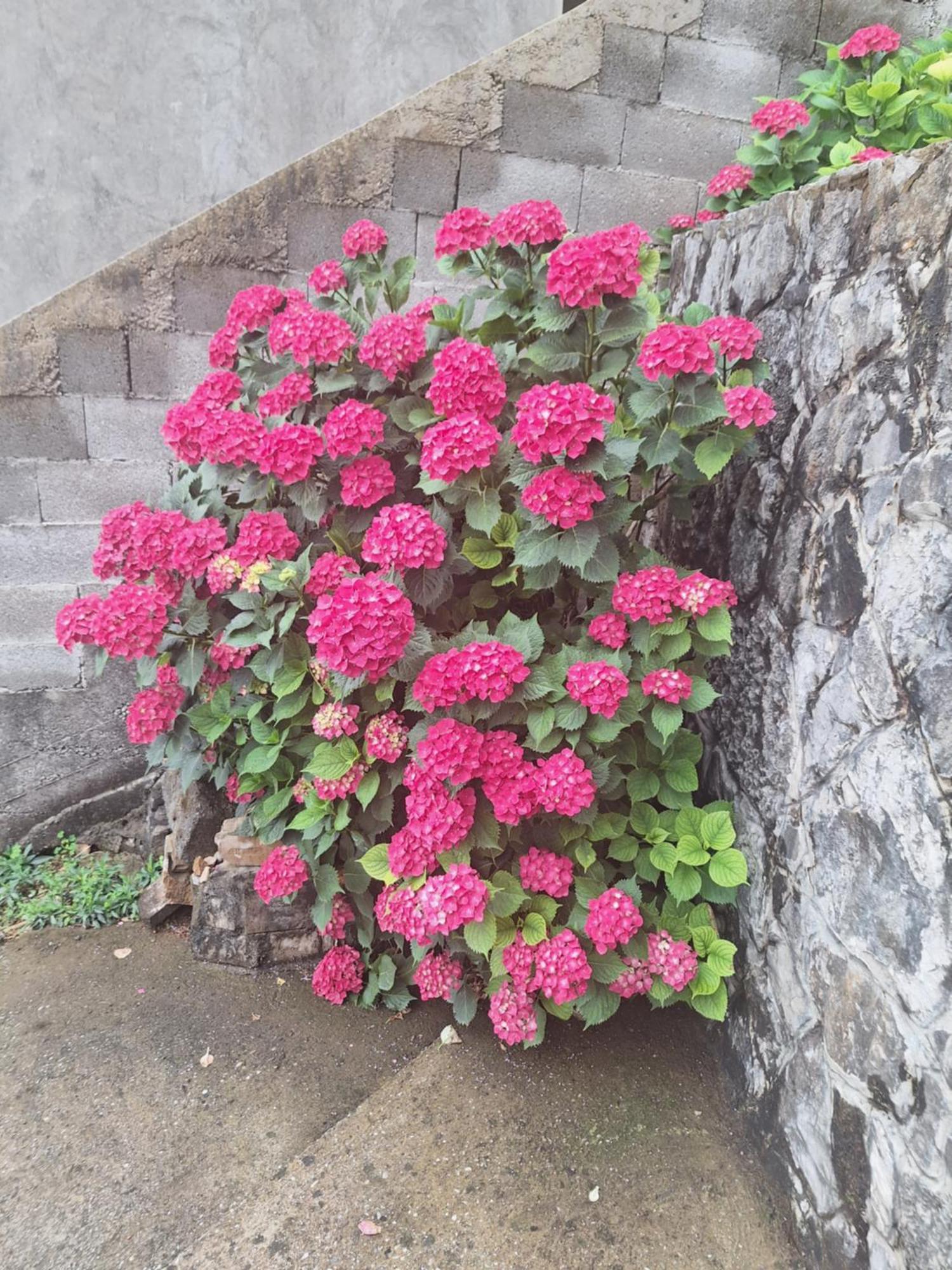 Apartmani Ruza Podgorica Esterno foto
