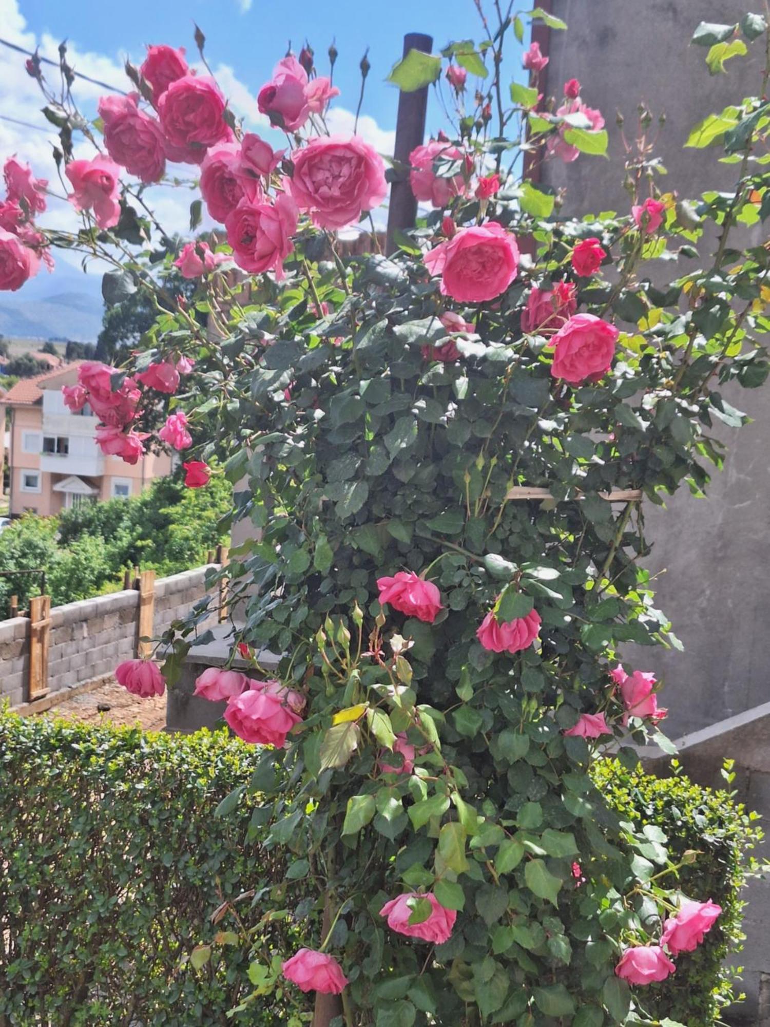 Apartmani Ruza Podgorica Esterno foto